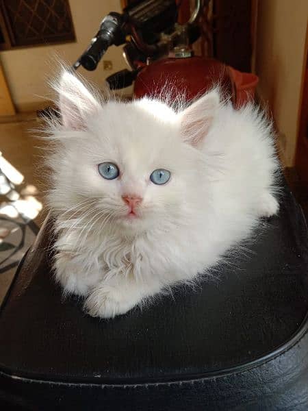 White Persian kitten 11