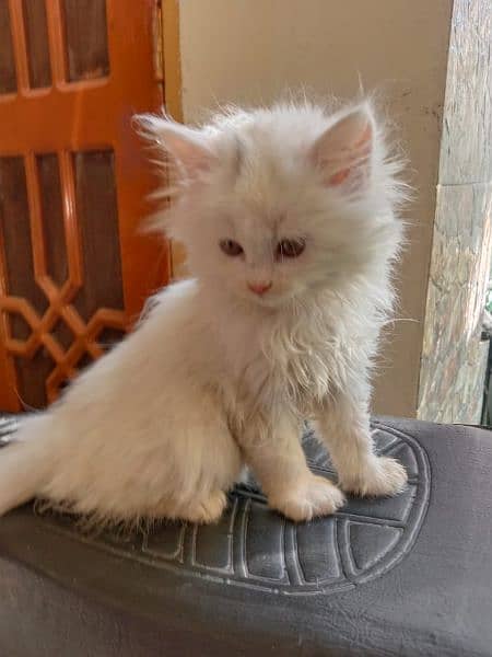 White Persian kitten 12