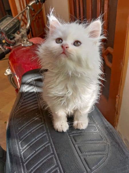 White Persian kitten 13