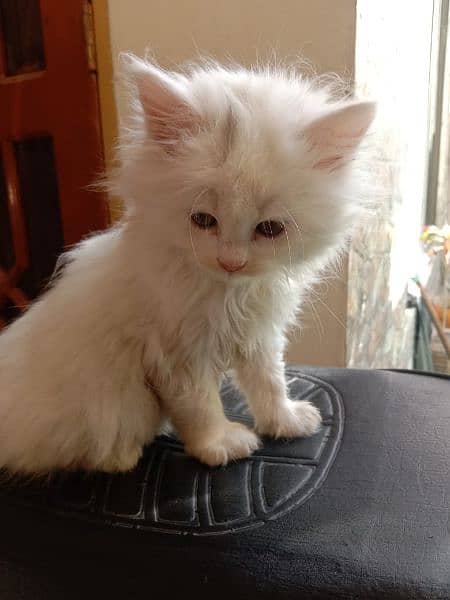 White Persian kitten 14