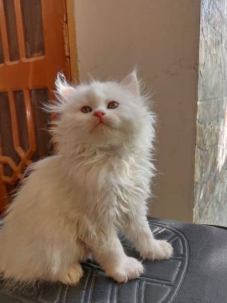 White Persian kitten 15