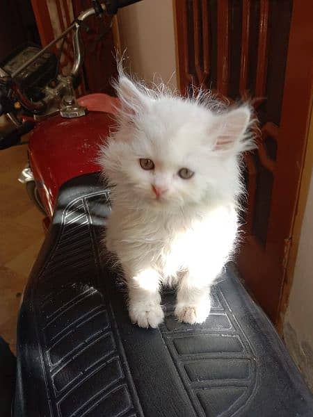 White Persian kitten 16