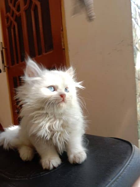 White Persian kitten 17