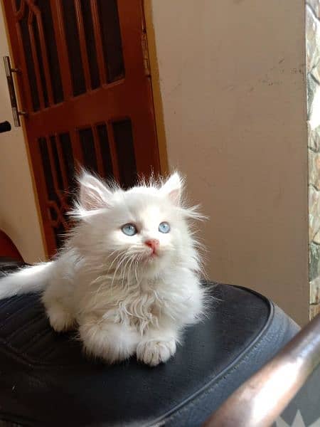 White Persian kitten 18