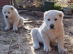 King alabai dogs male and female Age 2 month for sale available