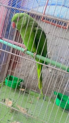 Green Female Parrot 0