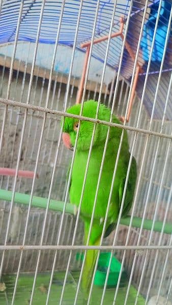 Green Female Parrot 1