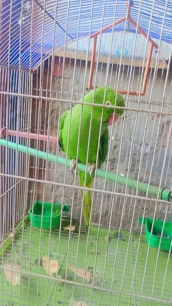 Green Female Parrot 2