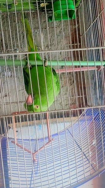 Green Female Parrot 3