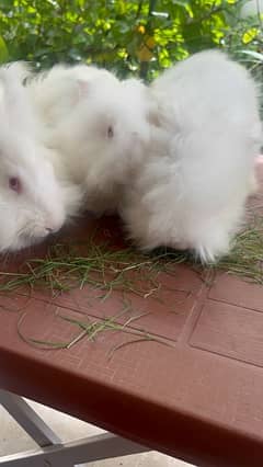 Different breeds of Rabbits for sale