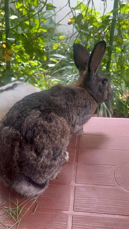 Different breeds of Rabbits for sale 1