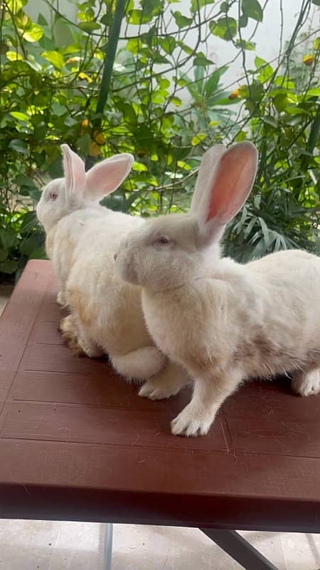 Different breeds of Rabbits for sale 2