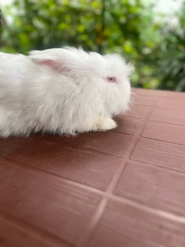 Different breeds of Rabbits for sale 3