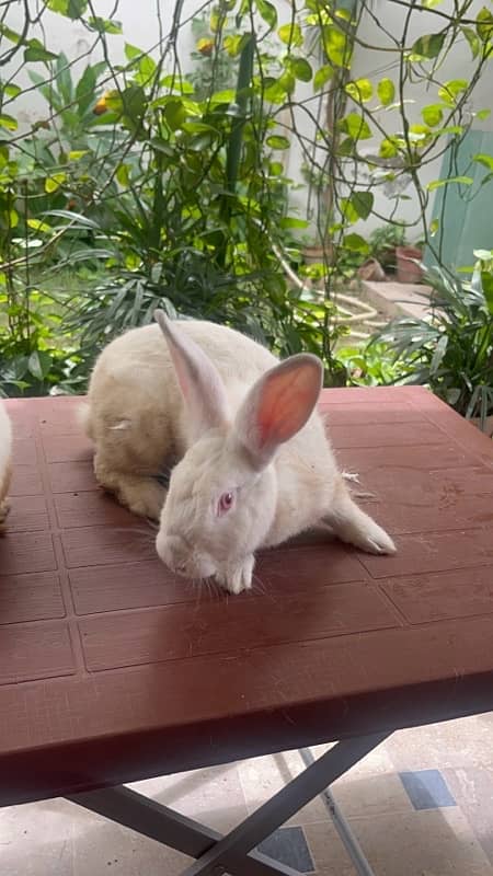 Different breeds of Rabbits for sale 4