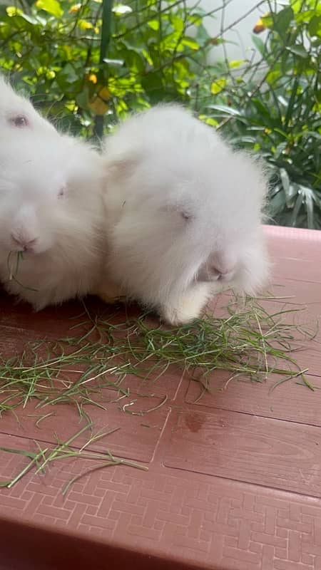 Different breeds of Rabbits for sale 5