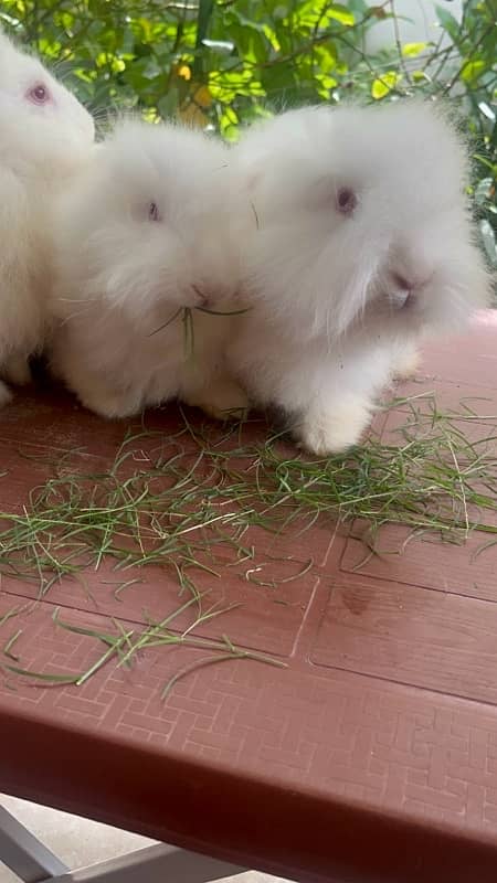 Different breeds of Rabbits for sale 6