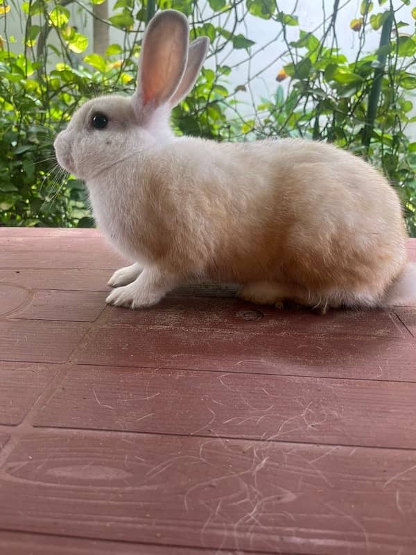 Different breeds of Rabbits for sale 7