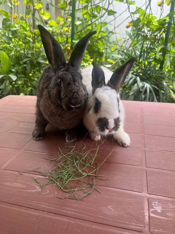 Different breeds of Rabbits for sale 8