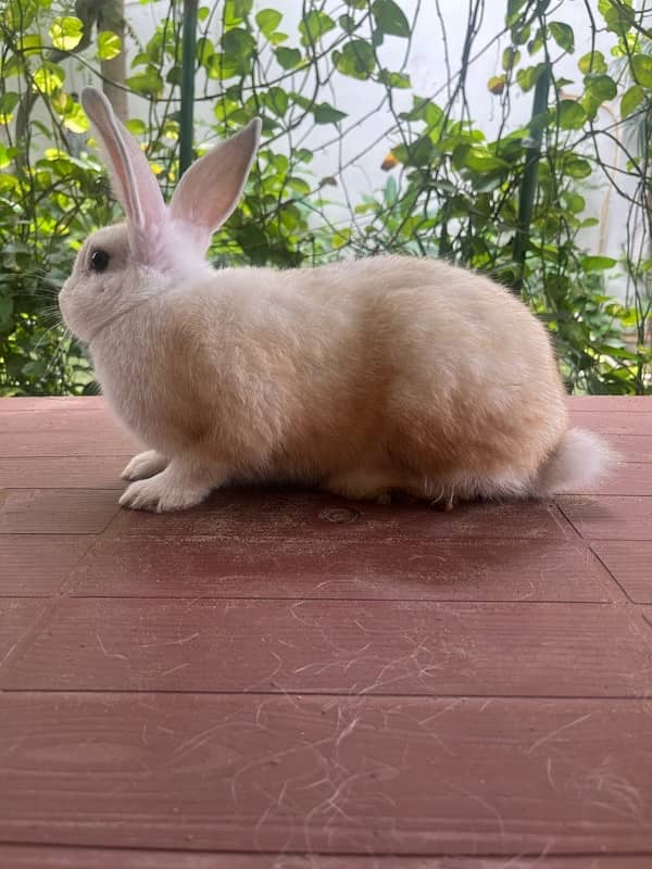 Different breeds of Rabbits for sale 9