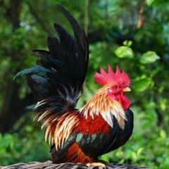 japanese bantam chicken full healthy and active