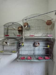 All setup for sale with cages