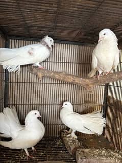 Fancy pigeons pairs