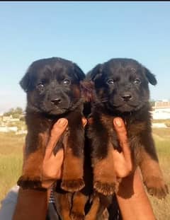 German shepherd dubal cout pair 55 Day for sale