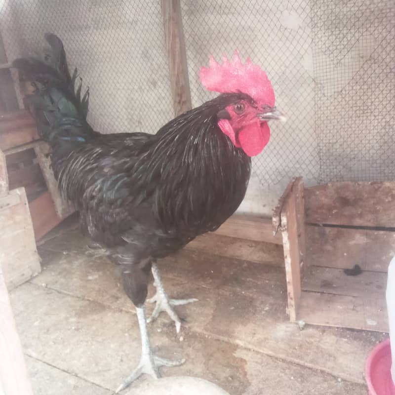 Australorp Male 0