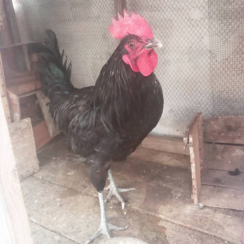 Australorp Male 1