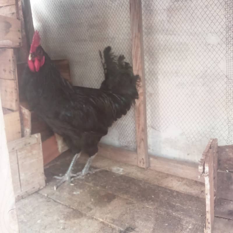 Australorp Male 2