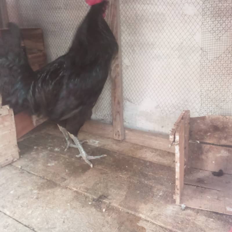 Australorp Male 3