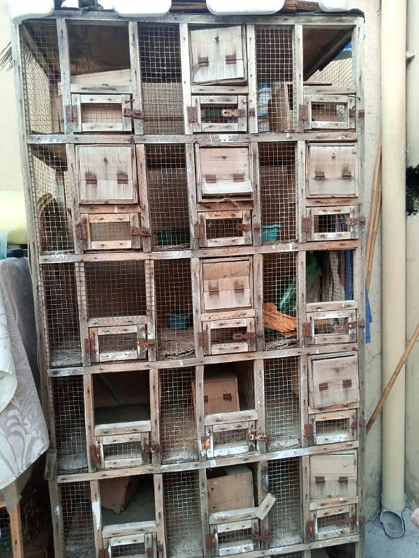 dove and other birds cage 2