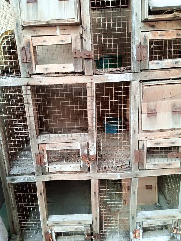 dove and other birds cage 3