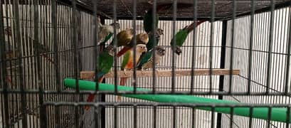 PineApple Conure Pair With DNA.