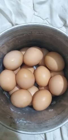 golden buff firtle eggs