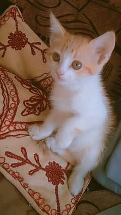 Turkish van