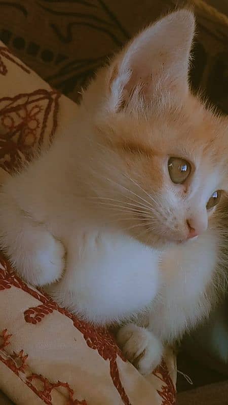 Turkish van 1