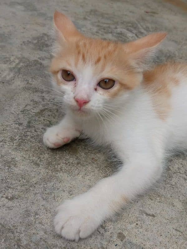 Turkish van 3