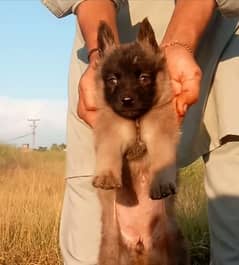 Alsatian bhagyali female for sale security dog