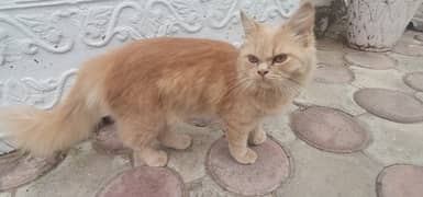 persian cat ginger colour