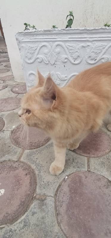 persian cat ginger colour 1