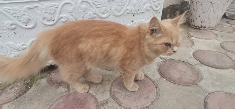 persian cat ginger colour 2