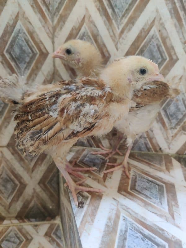 Desi chicks pair for sale 30 days. 0