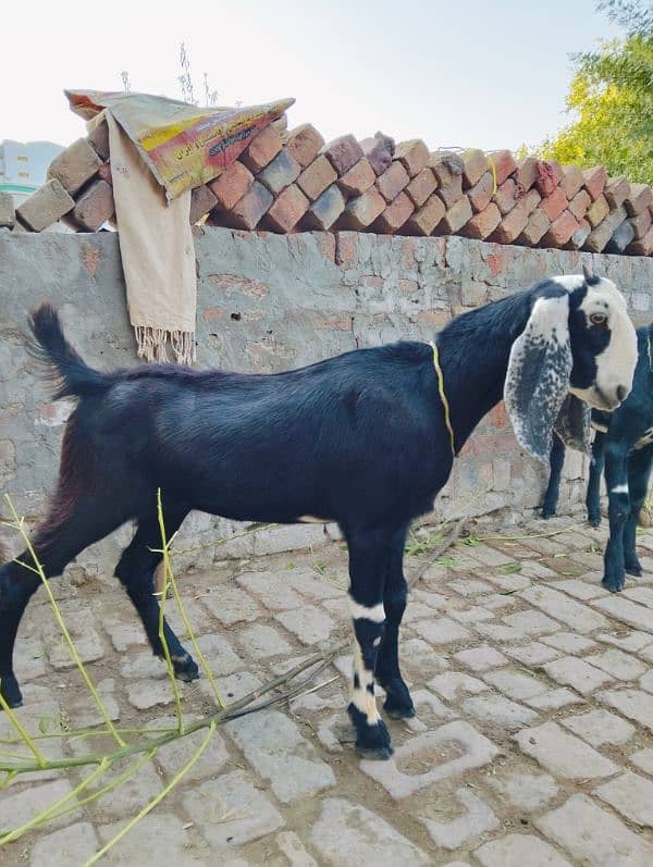 Black pair of goats 1