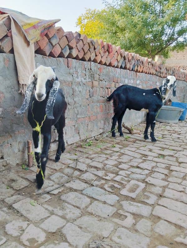 Black pair of goats 3