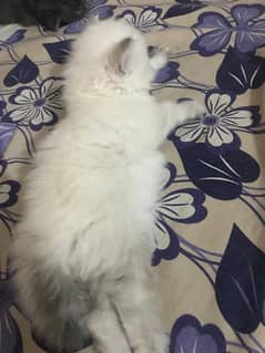 Ragdoll Female Kitten