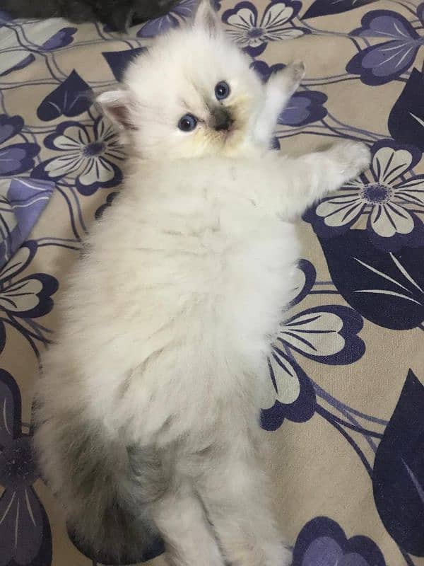 Ragdoll Female Kitten 1