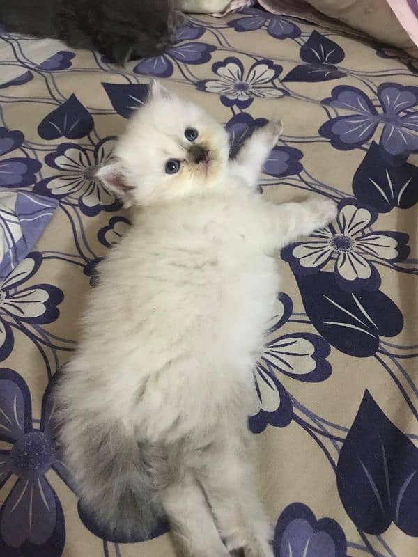 Ragdoll Female Kitten 2