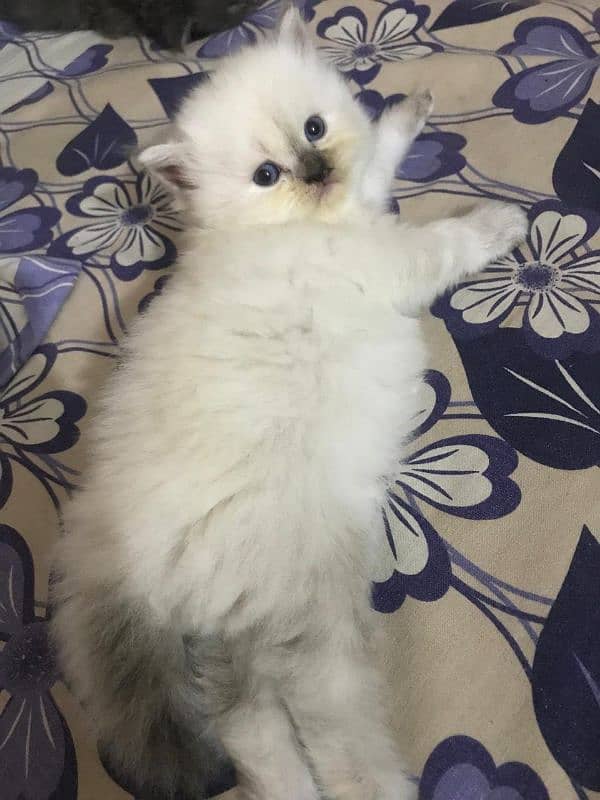 Ragdoll Female Kitten 3