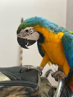 blue gold macaw